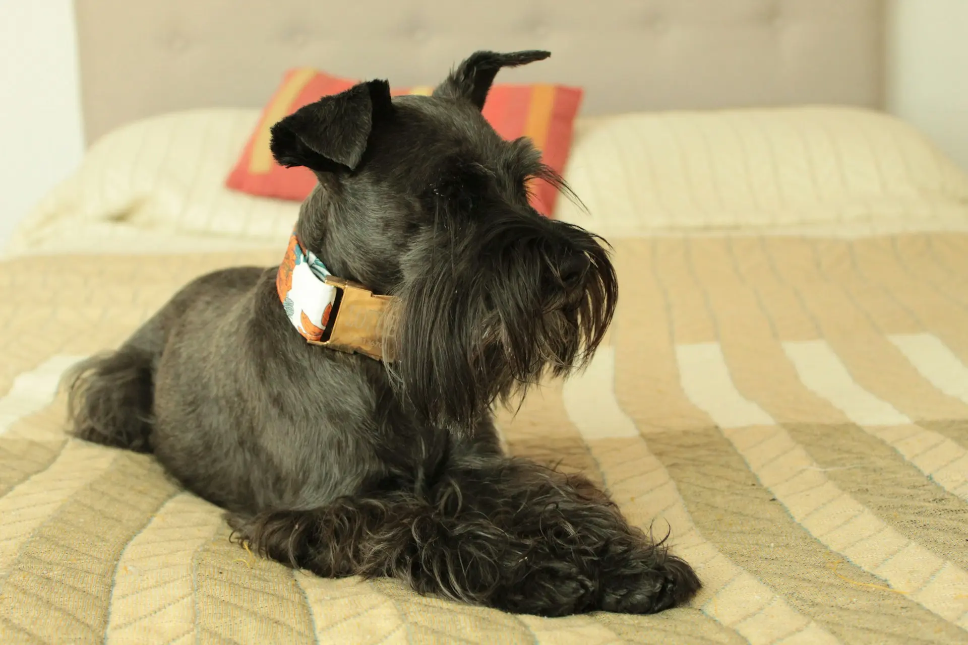 black long coat small dog lying on white and brown stripe textile