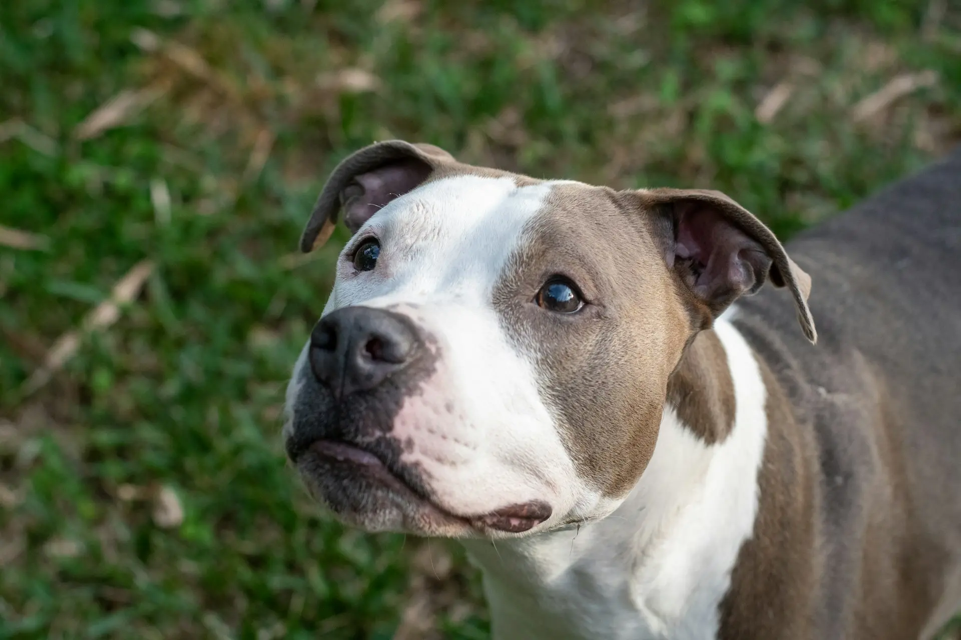 a brown and white dog standing on top of a lush green field