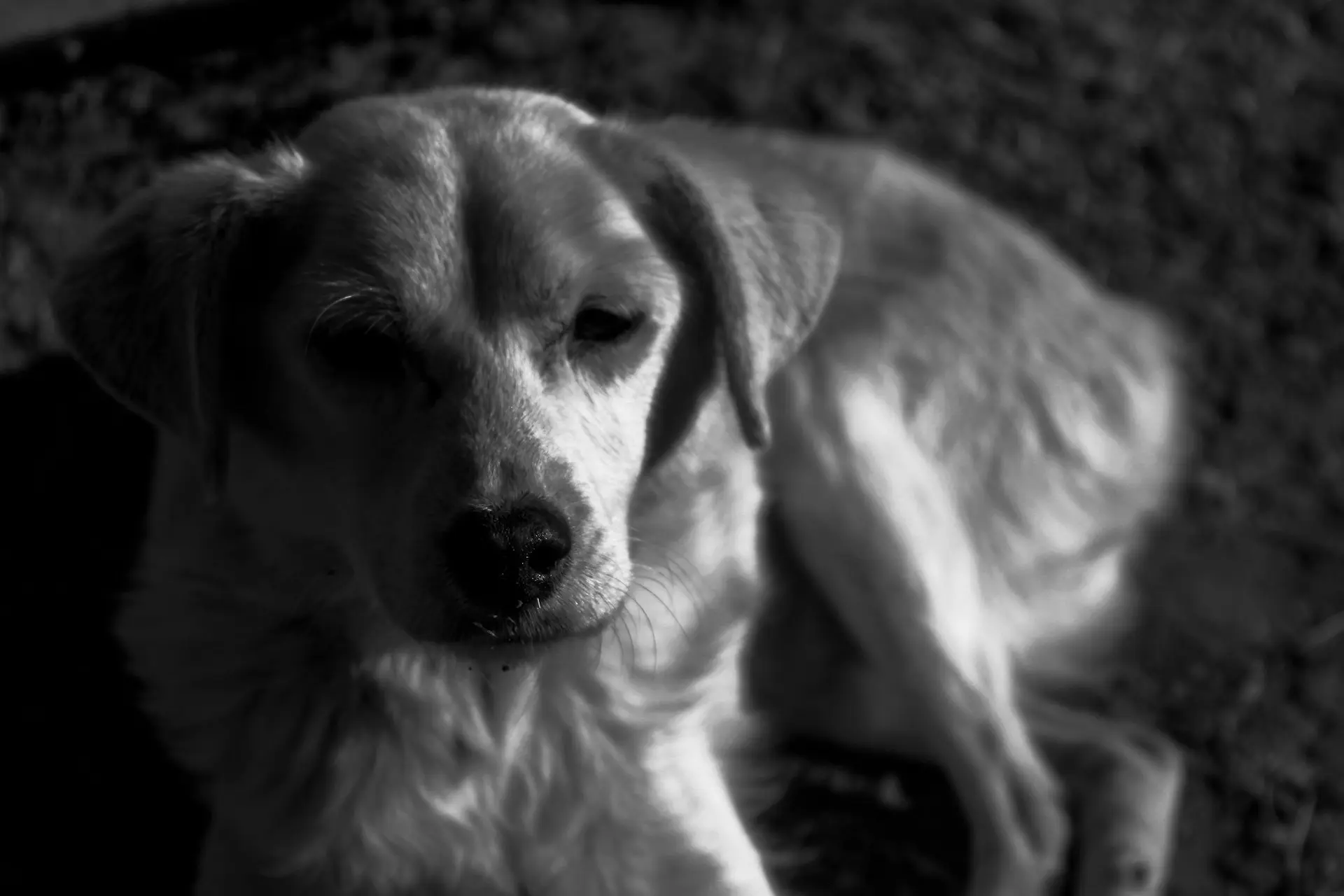 a dog lying down
