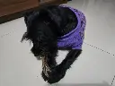 comiendopata.webp